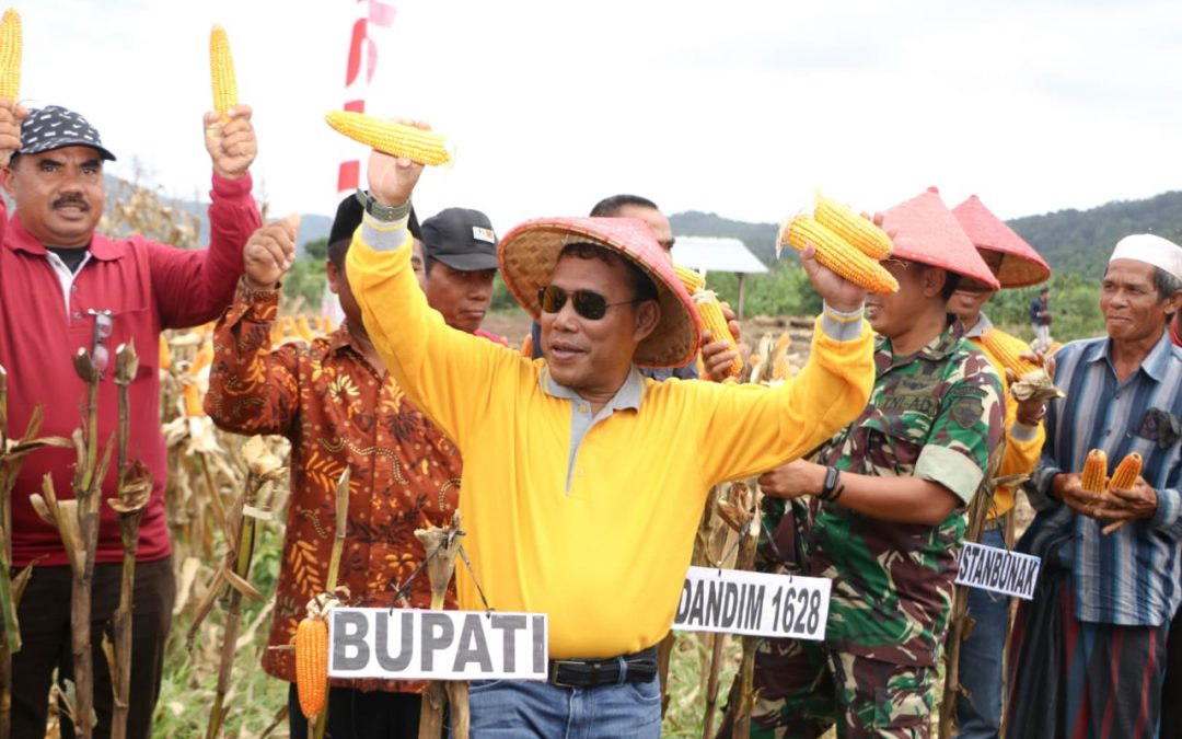 Bupati Panen Raya Jagung