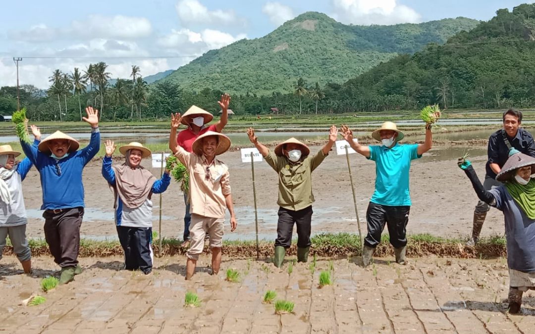 BUPATI TANAM PADI SERENTAK PERDANA PADA MUSIM TANAM I TAHUN 2021-2022 DI DESA KALIMANTONG