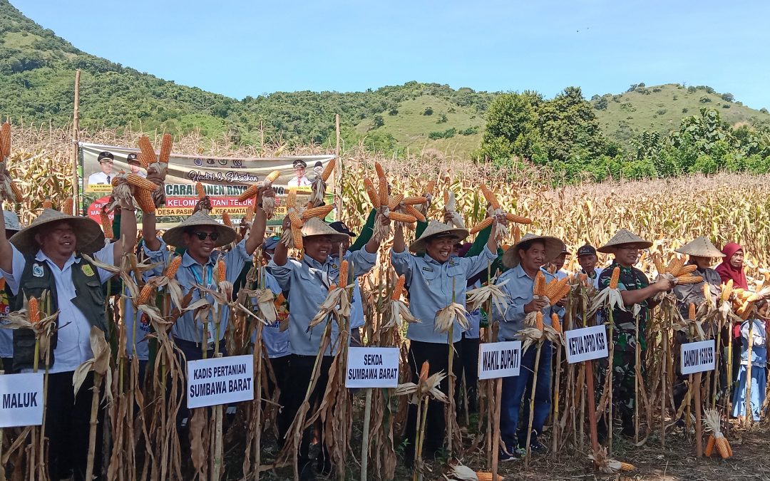 PANEN RAYA JAGUNG POKTAN BALAS BARU, WABUP AJAK MASYARAKAT BERSYUKUR