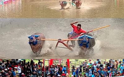 Tradisi Barapan Kebo Meriahkan Perayaan Hari Lahir ke-22 Kabupaten Sumbawa Barat