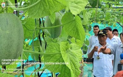 Poto Tano Berpotensi Jadi Lumbung Hortikultura, Pemkab Sumbawa Barat Buktikan Lewat Panen Perdana Melon Hidroponik Machida
