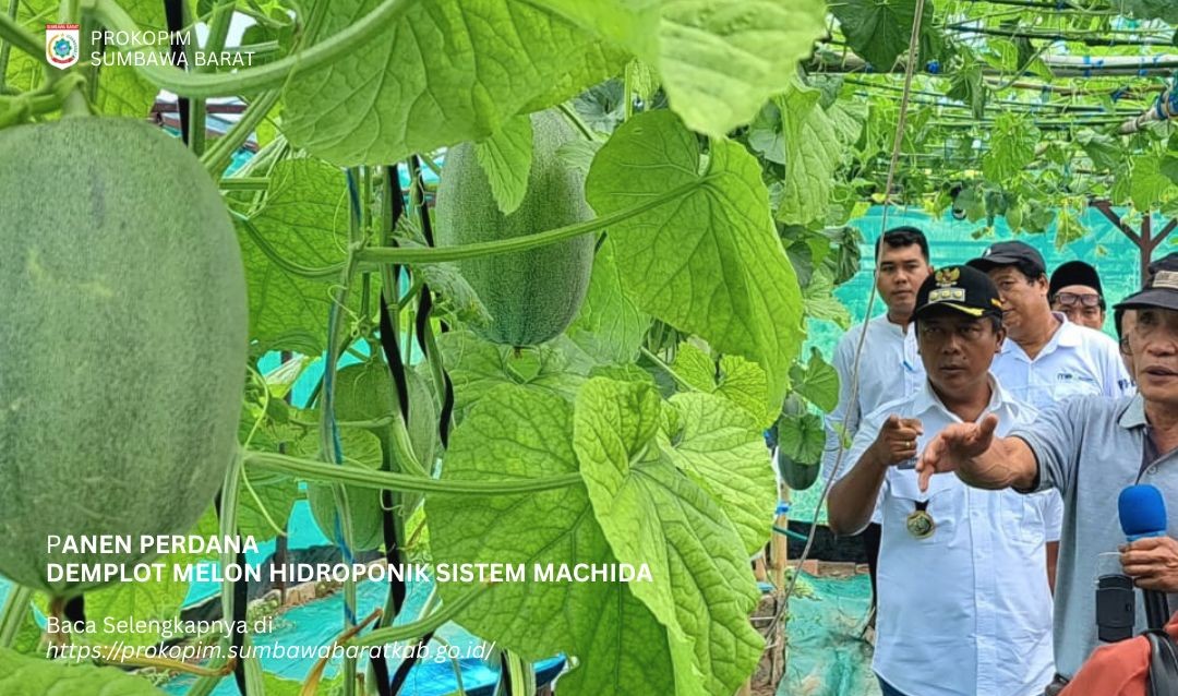 Poto Tano Berpotensi Jadi Lumbung Hortikultura, Pemkab Sumbawa Barat Buktikan Lewat Panen Perdana Melon Hidroponik Machida