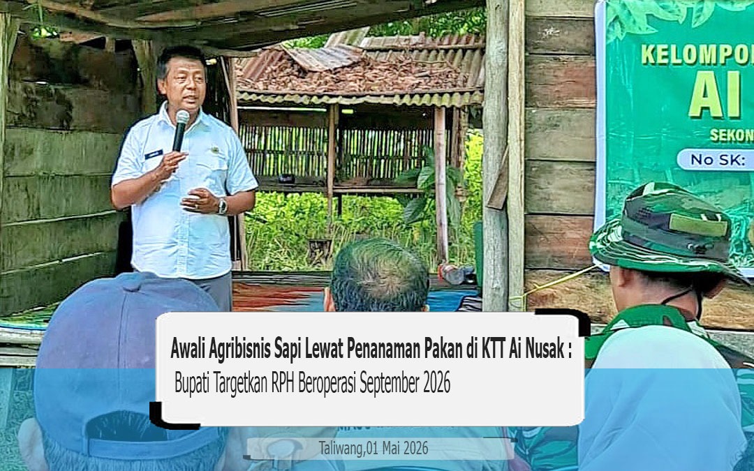 Awali Agribisnis Sapi Lewat Penanaman Pakan di KTT Ai Nusak, Bupati Targetkan RPH Beroperasi September 2026